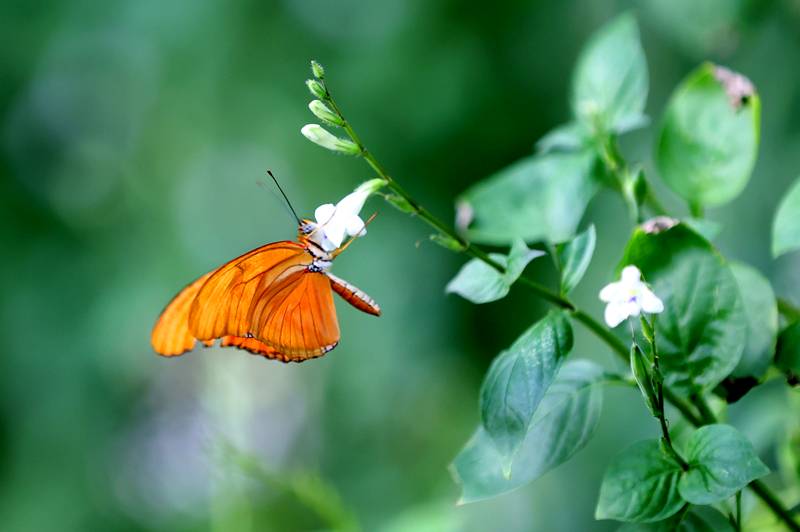 Şebiarus ziyaretçileri kelebekleri de tefekkür edebilecek 9