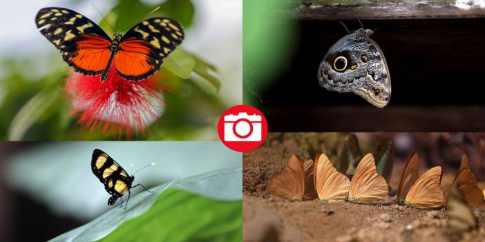 Şebiarus ziyaretçileri kelebekleri de tefekkür edebilecek
