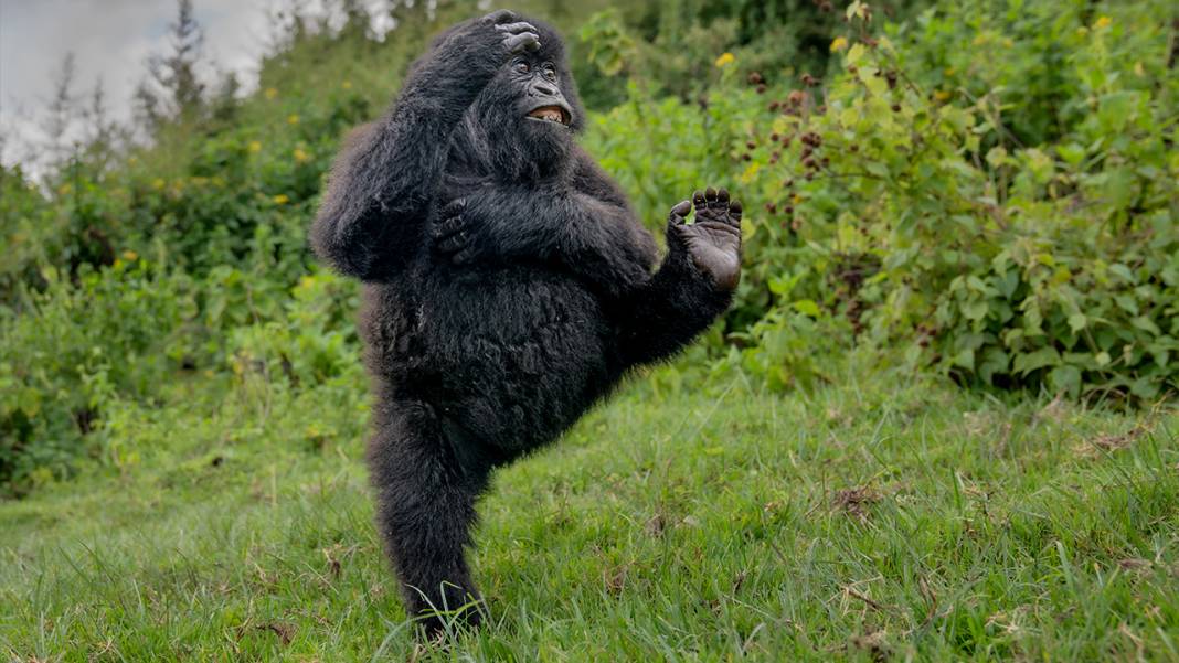 Hayvanların komedi fotoğrafları 1