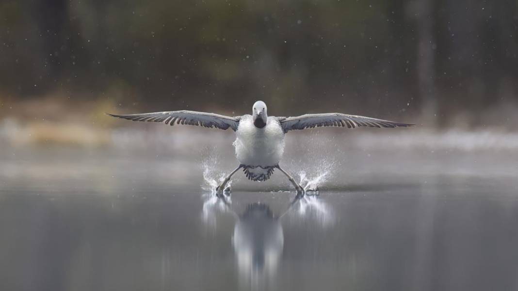 Hayvanların komedi fotoğrafları 10