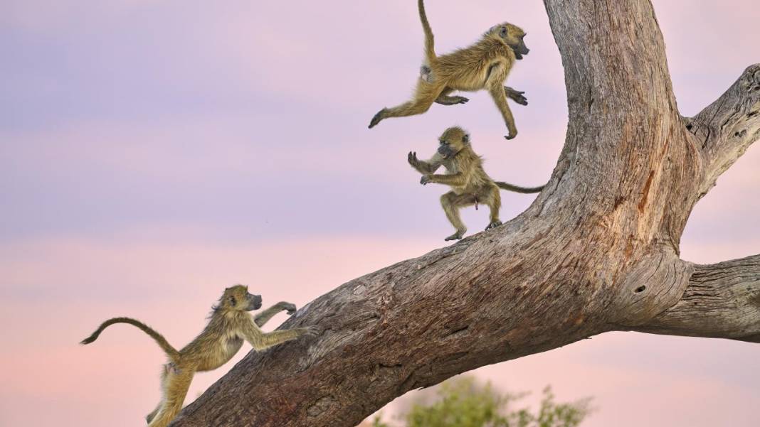 Hayvanların komedi fotoğrafları 11