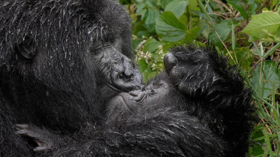 Hayvanların komedi fotoğrafları 13