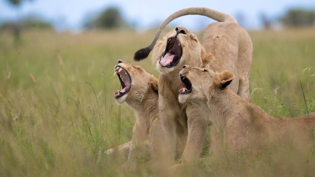 Hayvanların komedi fotoğrafları 14