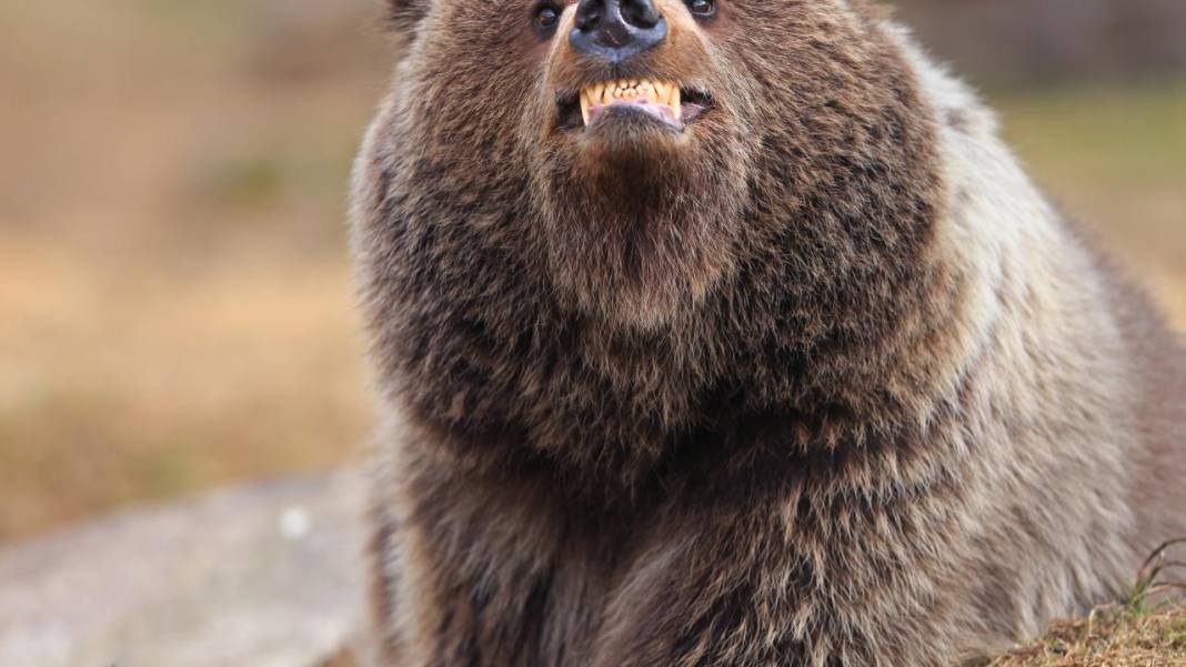 Hayvanların komedi fotoğrafları 15