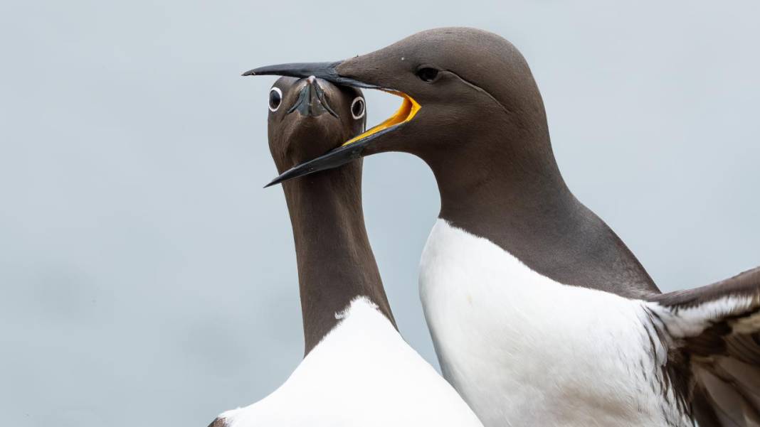 Hayvanların komedi fotoğrafları 2