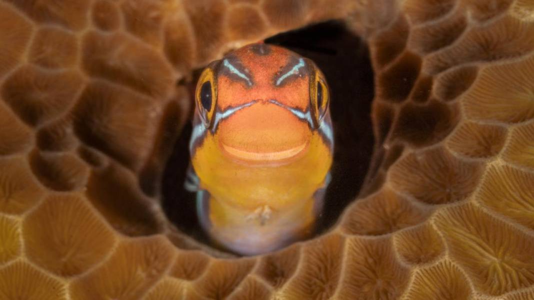 Hayvanların komedi fotoğrafları 3