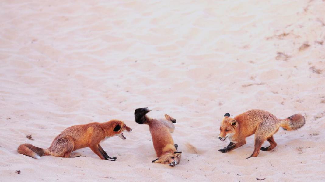 Hayvanların komedi fotoğrafları 5