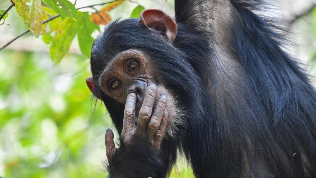 Hayvanların komedi fotoğrafları 6