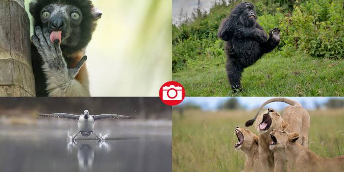 Hayvanların komedi fotoğrafları