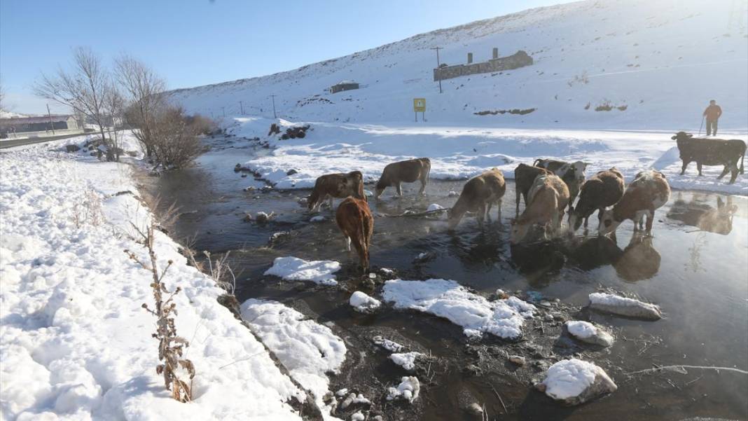 Kışın donmayan menderesler mahlukata can suyu oluyor 3