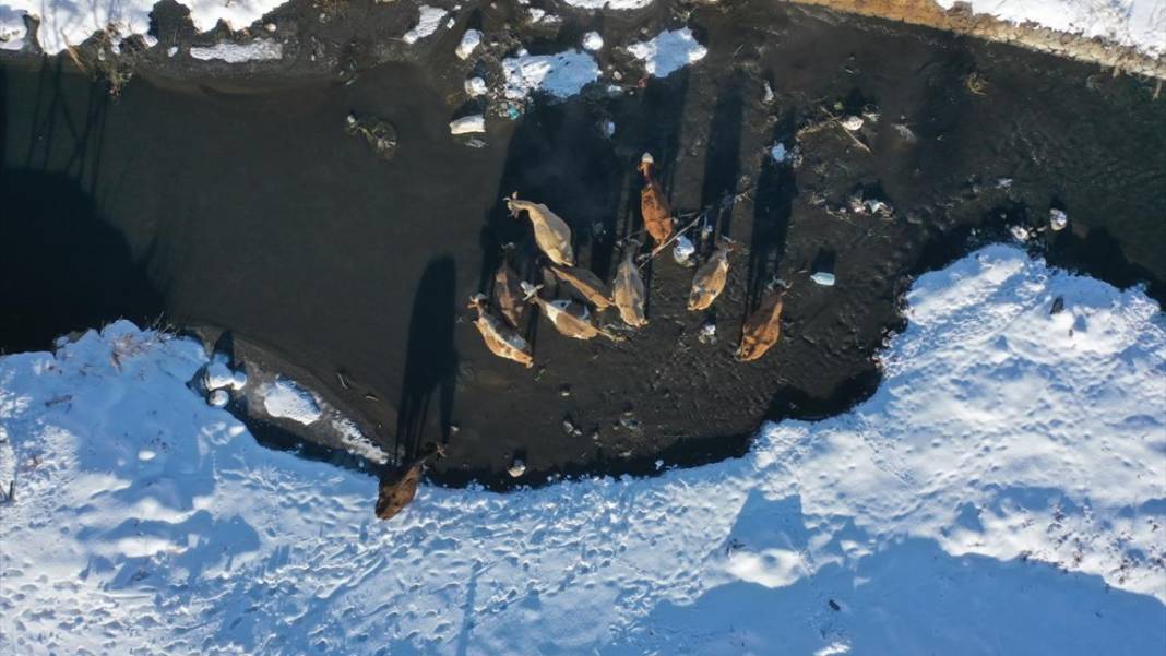 Kışın donmayan menderesler mahlukata can suyu oluyor 4