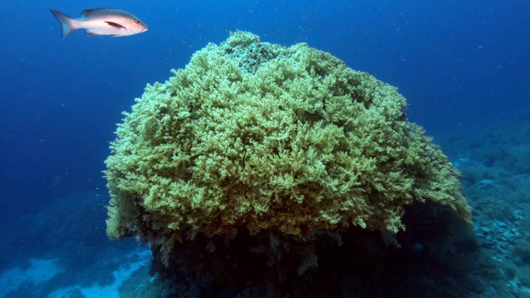 Su altında açan renkli bahçeler: Kızıldeniz Mercanları 1