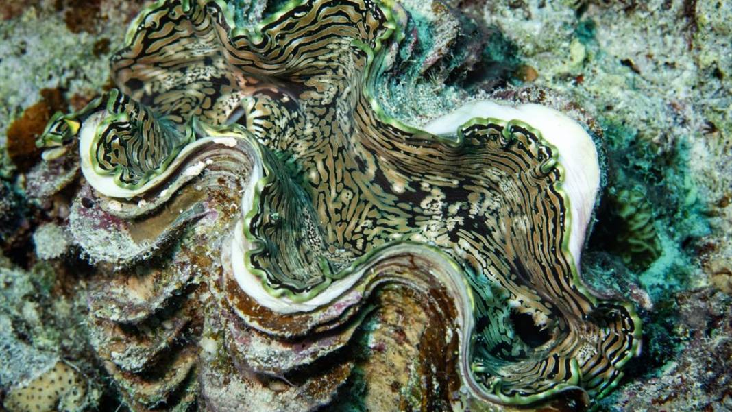 Su altında açan renkli bahçeler: Kızıldeniz Mercanları 10