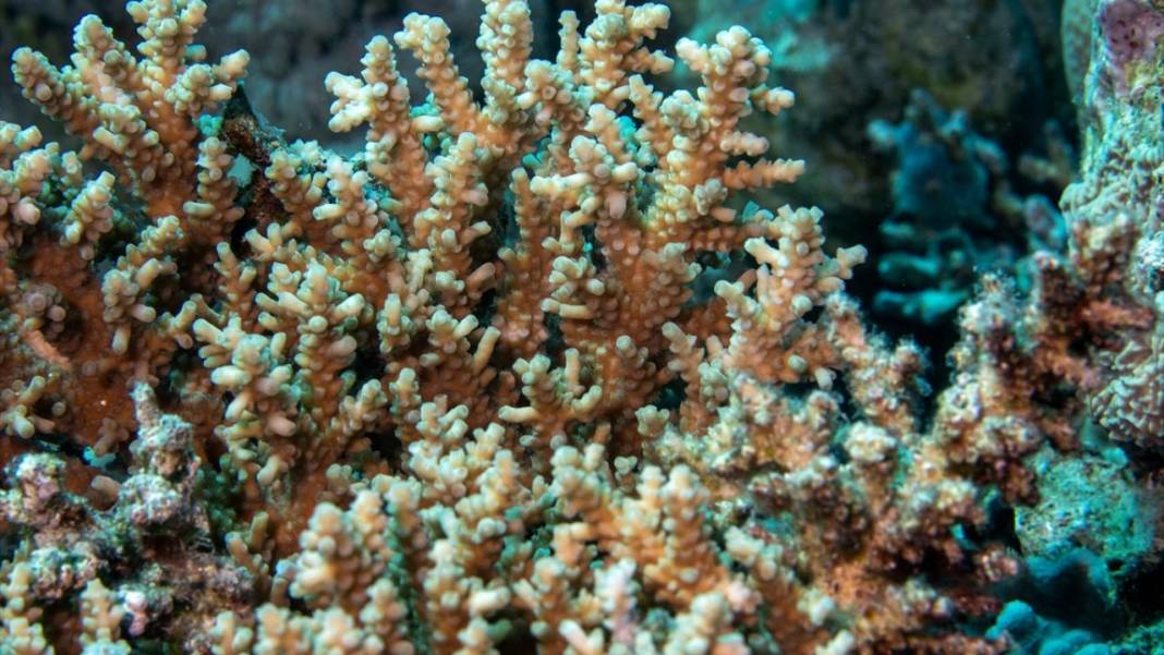 Su altında açan renkli bahçeler: Kızıldeniz Mercanları 11