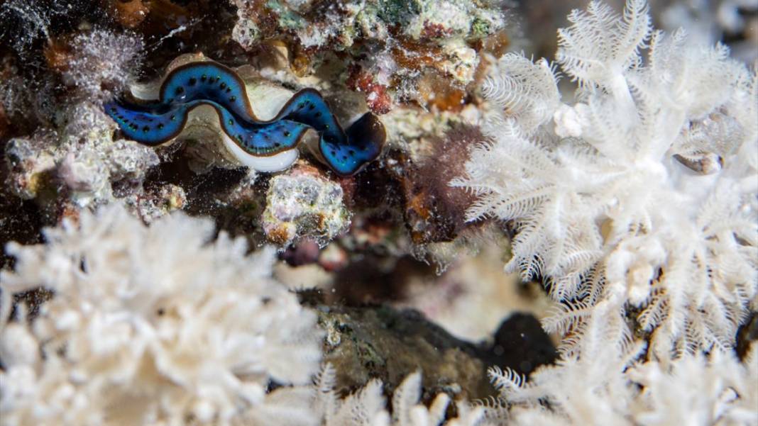 Su altında açan renkli bahçeler: Kızıldeniz Mercanları 13