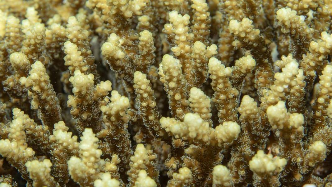 Su altında açan renkli bahçeler: Kızıldeniz Mercanları 14