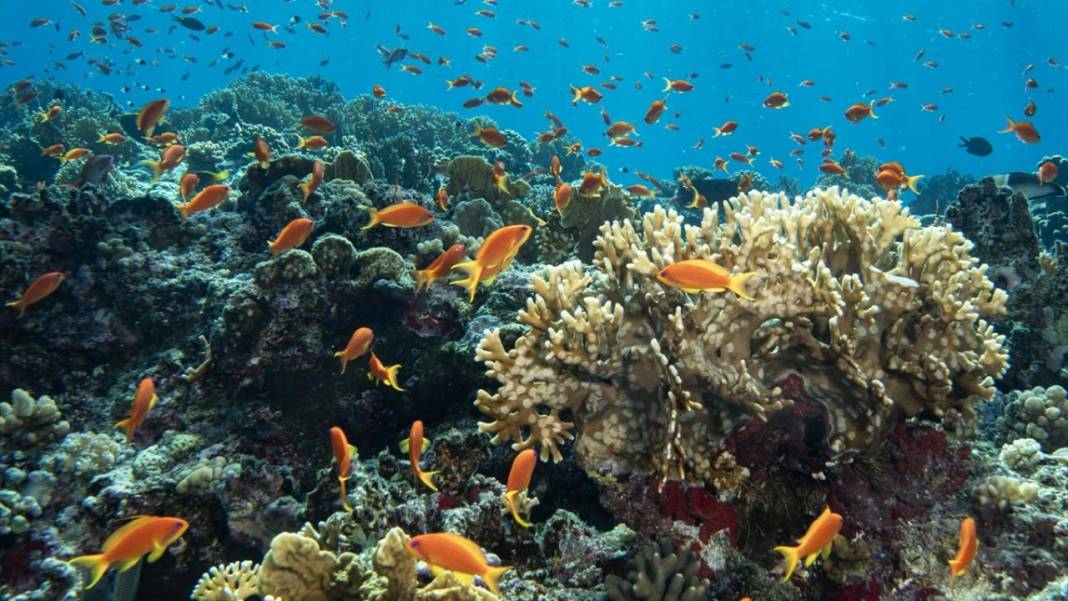 Su altında açan renkli bahçeler: Kızıldeniz Mercanları 15