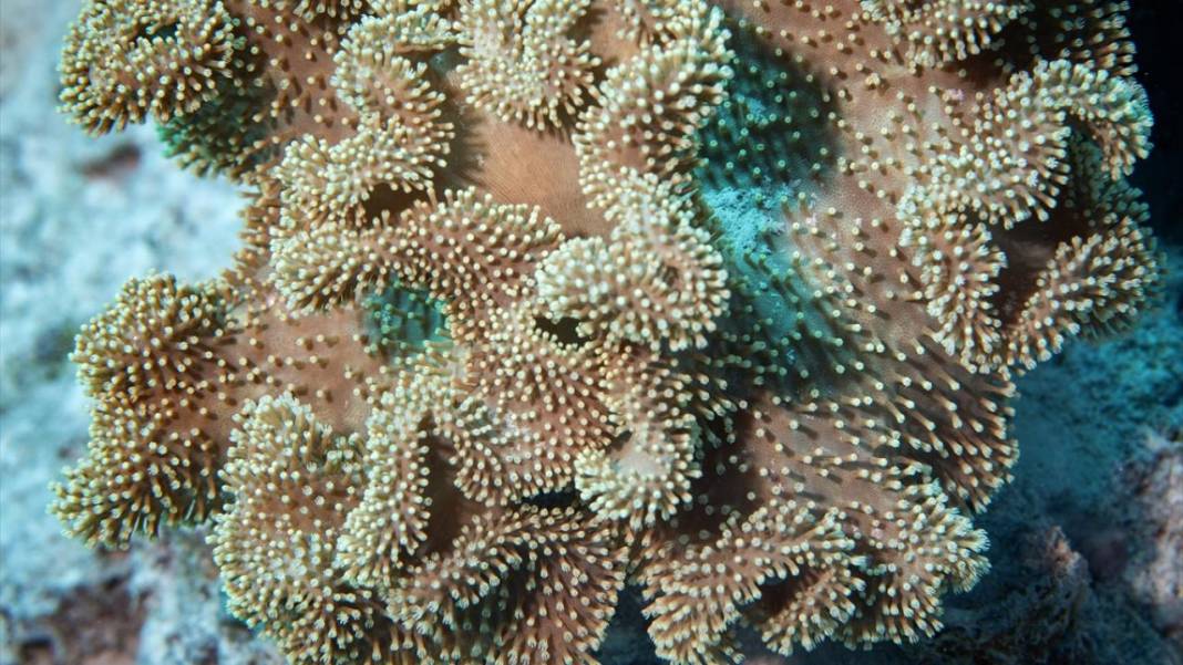 Su altında açan renkli bahçeler: Kızıldeniz Mercanları 2
