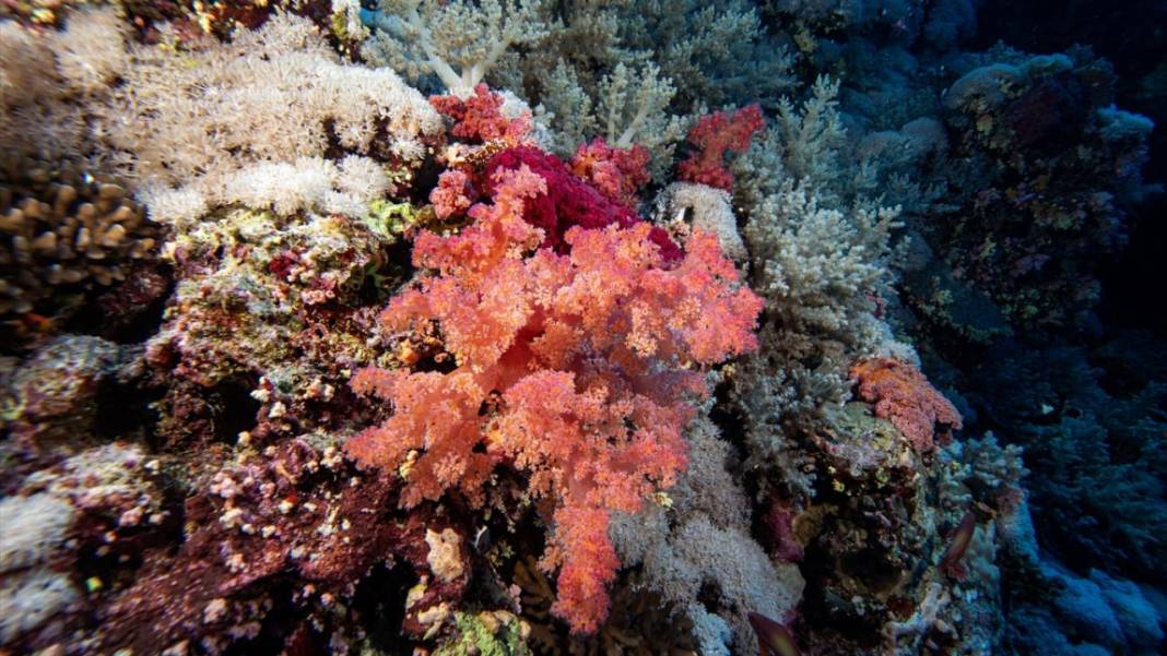 Su altında açan renkli bahçeler: Kızıldeniz Mercanları 4