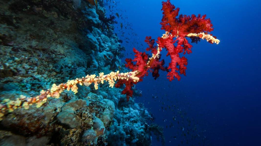 Su altında açan renkli bahçeler: Kızıldeniz Mercanları 5