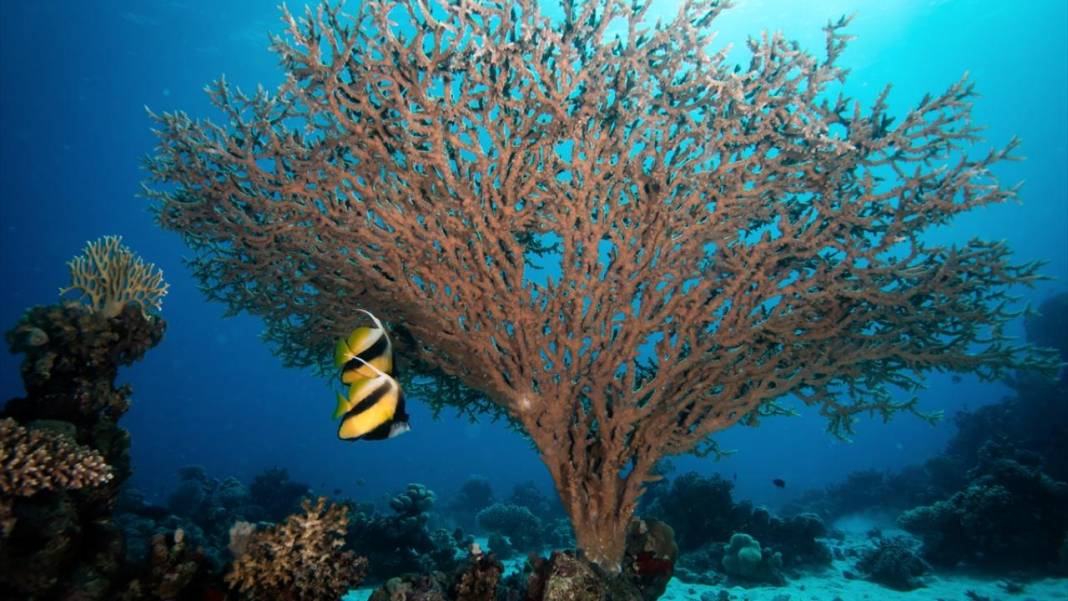 Su altında açan renkli bahçeler: Kızıldeniz Mercanları 8