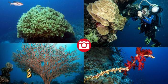 Su altında açan renkli bahçeler: Kızıldeniz Mercanları