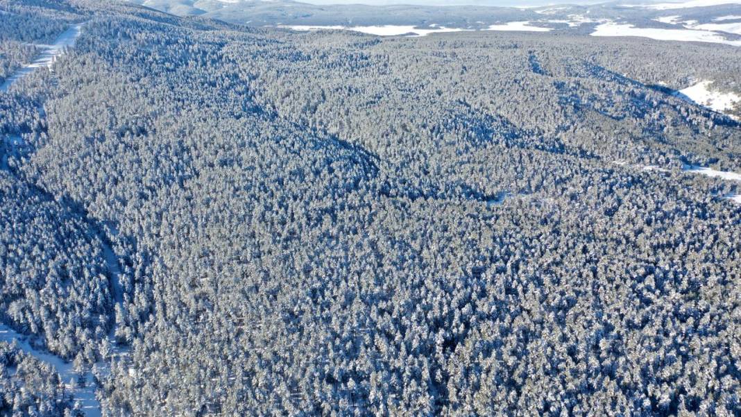 Sarıçam ormanlarında beyaz rahmet güzelliği 1