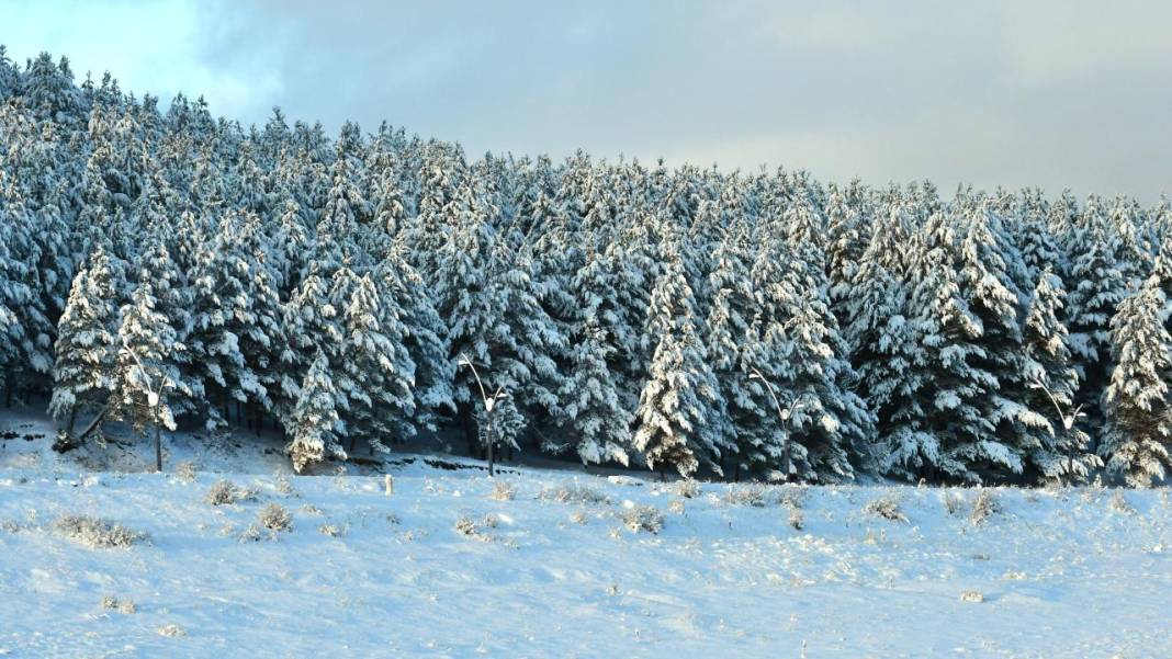 Sarıçam ormanlarında beyaz rahmet güzelliği 10