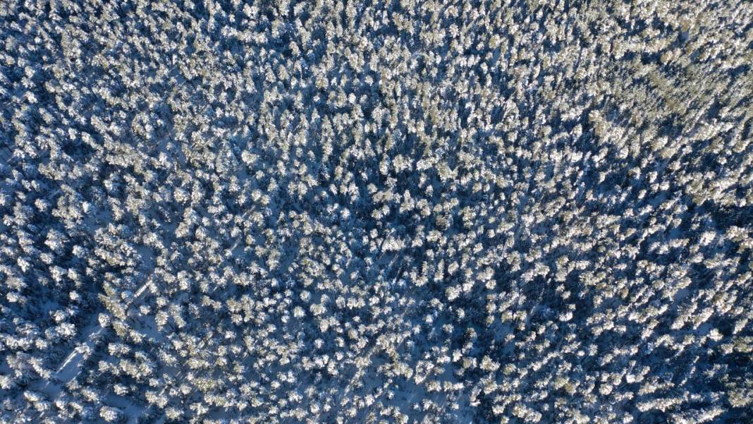 Sarıçam ormanlarında beyaz rahmet güzelliği 4