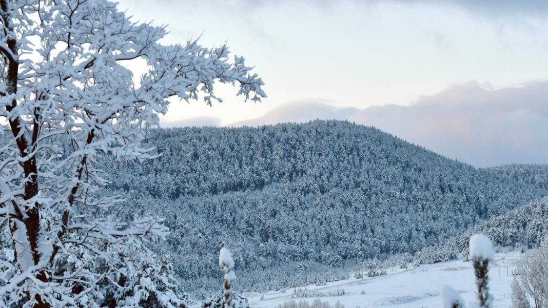 Sarıçam ormanlarında beyaz rahmet güzelliği 7