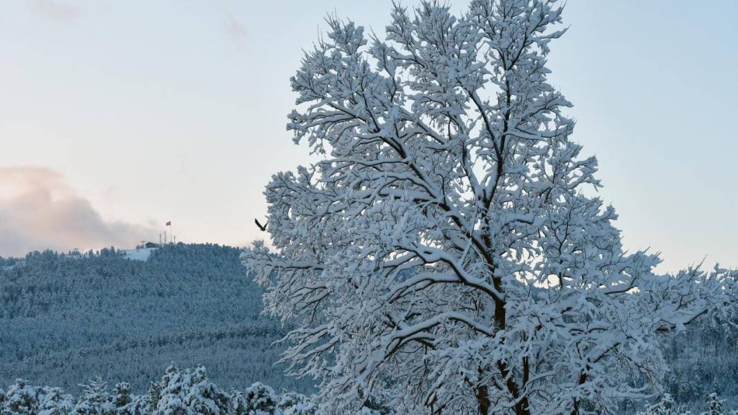Sarıçam ormanlarında beyaz rahmet güzelliği 9