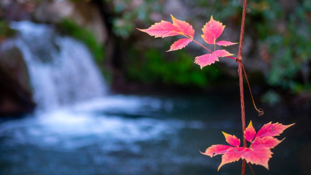 Sonbahar renkleri Beydağları'ndaki dere yataklarında farklı güzel 3