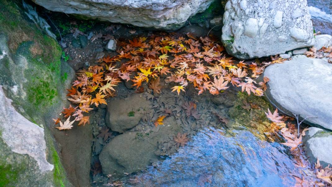 Sonbahar renkleri Beydağları'ndaki dere yataklarında farklı güzel 9