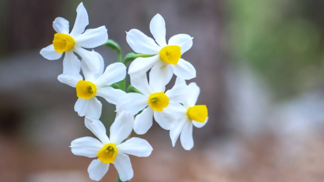 Beydağları nergis çiçekleriyle renklendi 1
