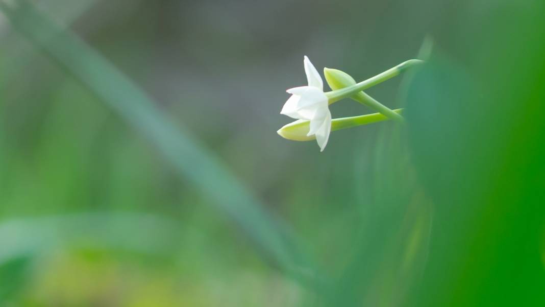 Beydağları nergis çiçekleriyle renklendi 10