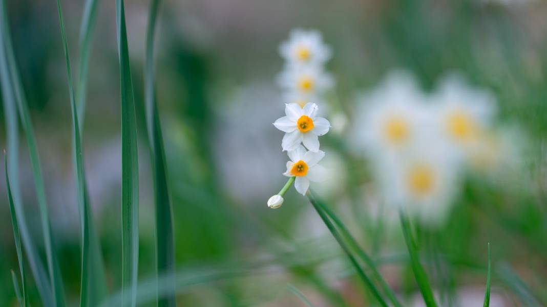 Beydağları nergis çiçekleriyle renklendi 11