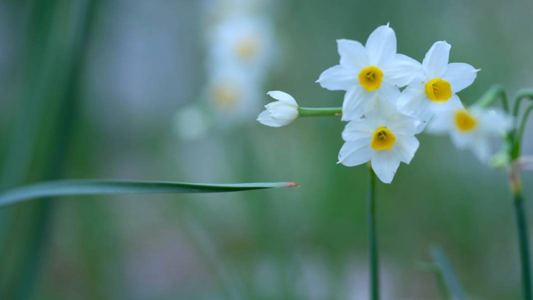 Beydağları nergis çiçekleriyle renklendi 12