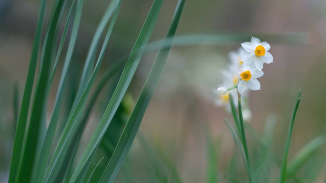 Beydağları nergis çiçekleriyle renklendi 13