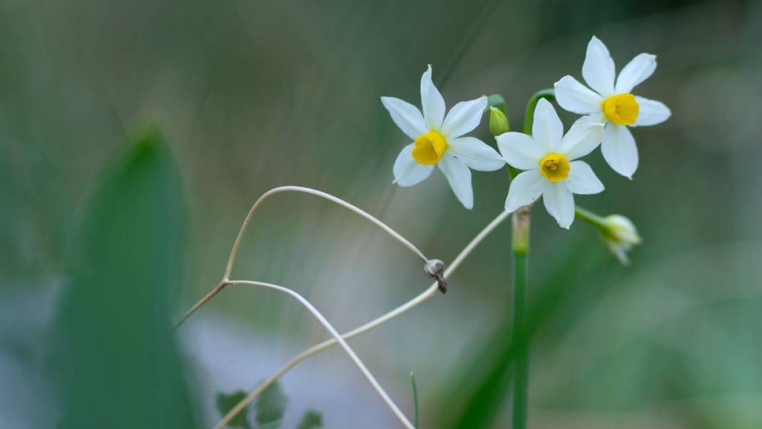 Beydağları nergis çiçekleriyle renklendi 14