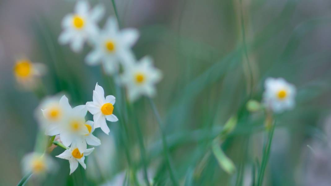 Beydağları nergis çiçekleriyle renklendi 15
