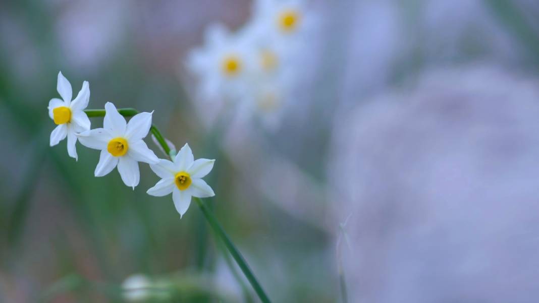 Beydağları nergis çiçekleriyle renklendi 16