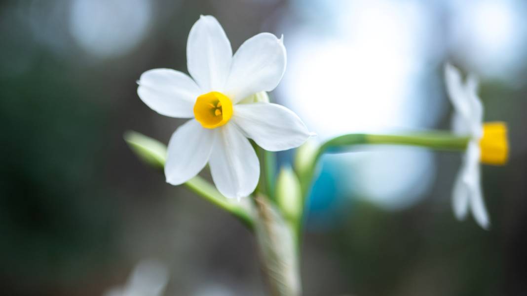Beydağları nergis çiçekleriyle renklendi 2