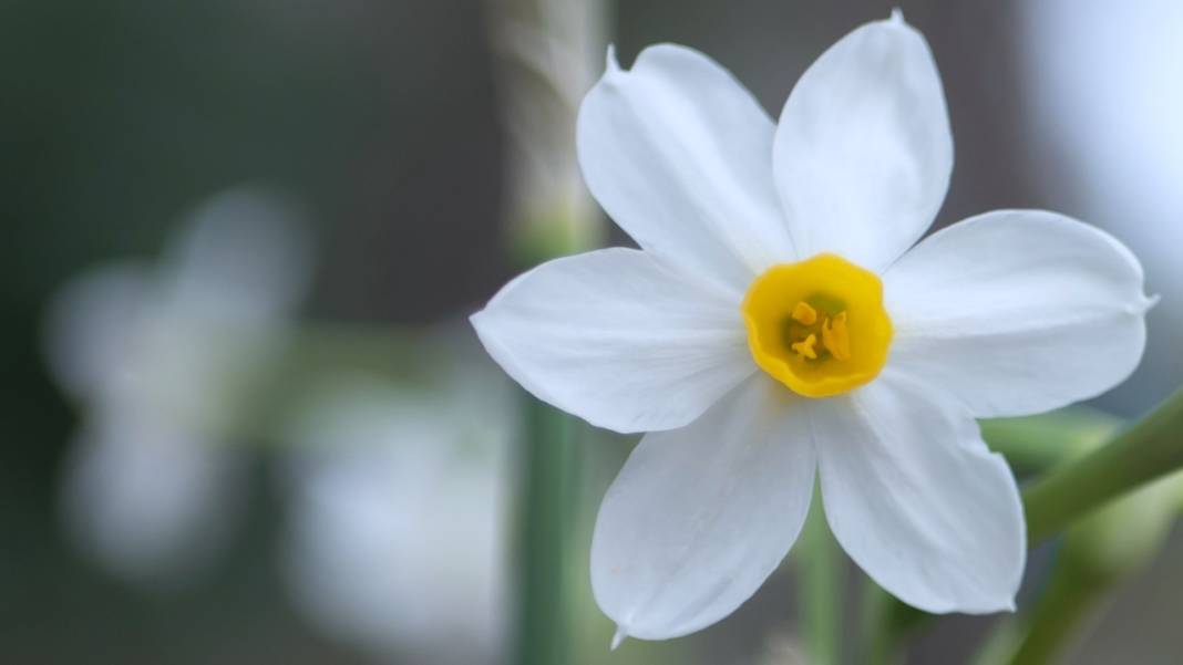 Beydağları nergis çiçekleriyle renklendi 3