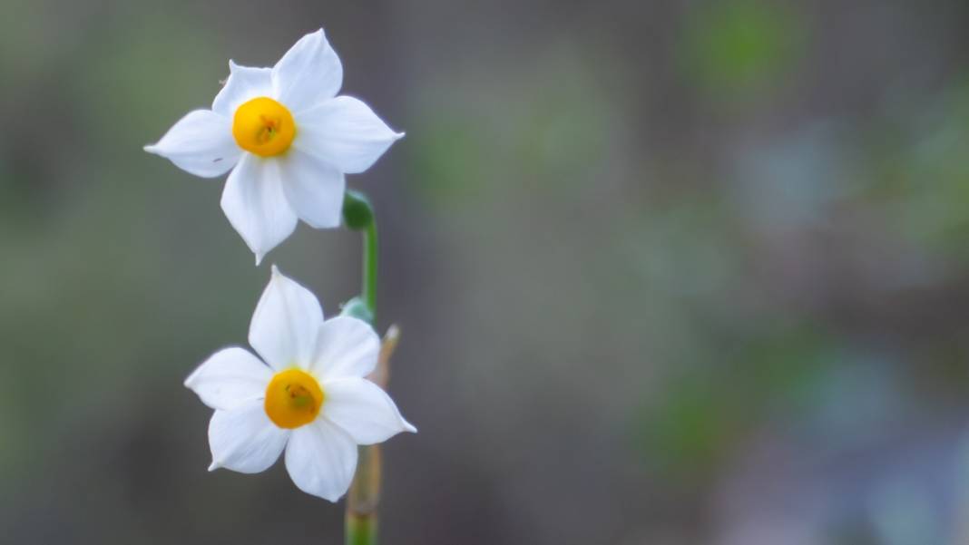 Beydağları nergis çiçekleriyle renklendi 4