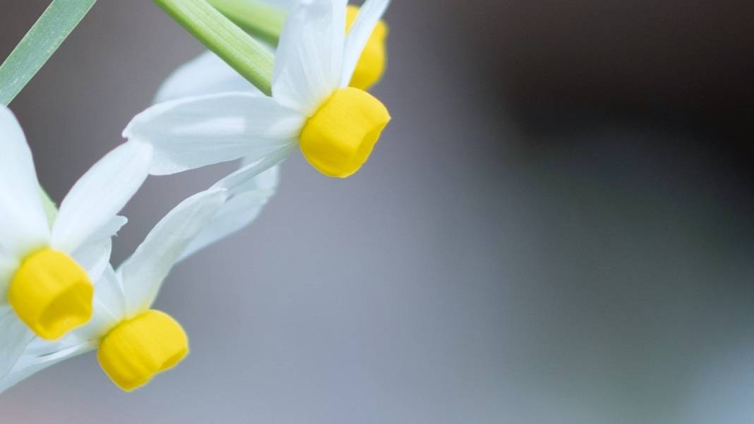Beydağları nergis çiçekleriyle renklendi 5
