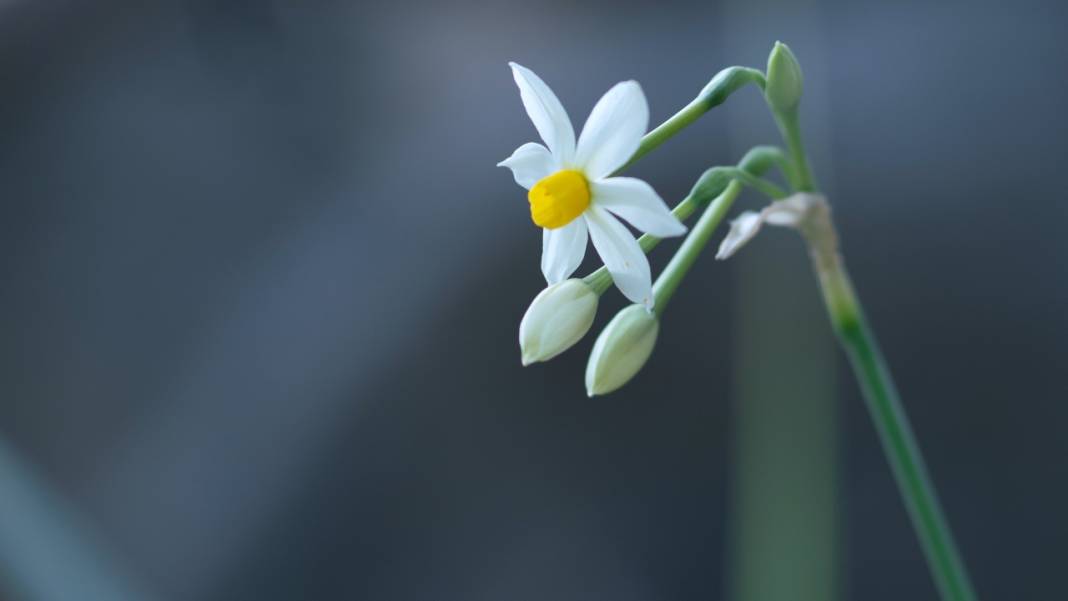 Beydağları nergis çiçekleriyle renklendi 6