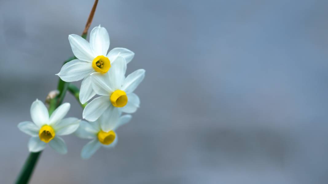 Beydağları nergis çiçekleriyle renklendi 7