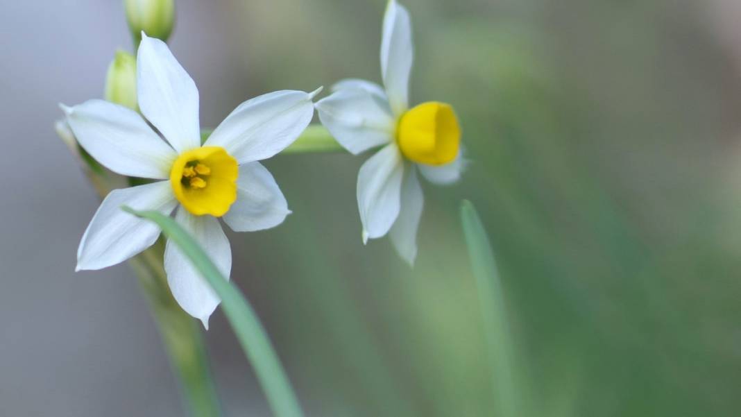 Beydağları nergis çiçekleriyle renklendi 8
