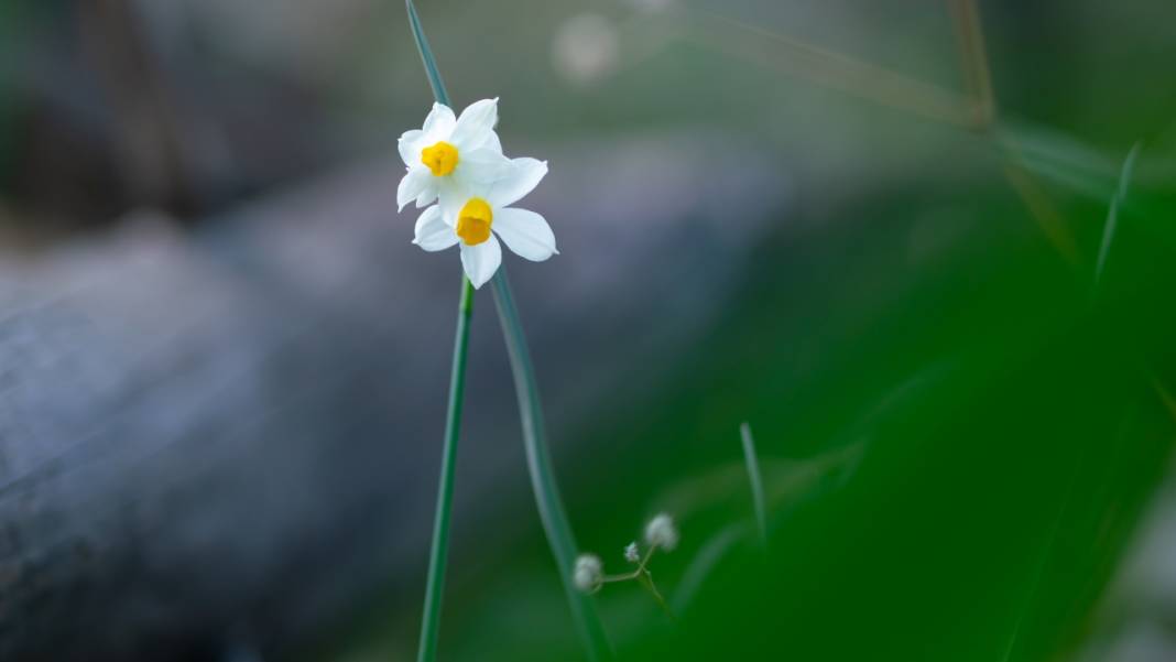 Beydağları nergis çiçekleriyle renklendi 9