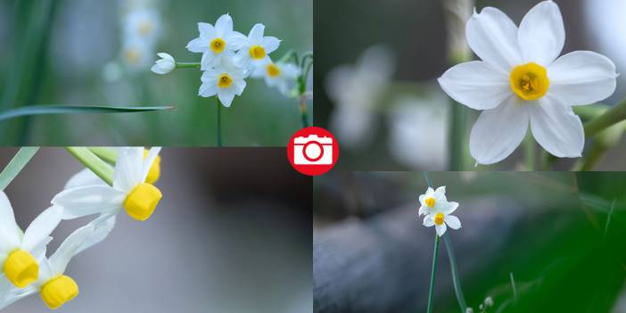 Beydağları nergis çiçekleriyle renklendi